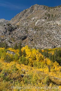 Aspen trees cover Bishop Creek Canyon above Aspendel, Populus tremuloides, Bishop Creek Canyon, Sierra Nevada Mountains