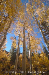Aspen trees turn yellow and orange in early October, North Fork of Bishop Creek Canyon, Populus tremuloides, Bishop Creek Canyon, Sierra Nevada Mountains