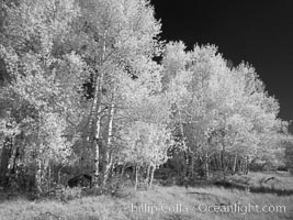 Aspen trees in fall, eastern Sierra fall colors, autumn, Populus tremuloides, Bishop Creek Canyon, Sierra Nevada Mountains