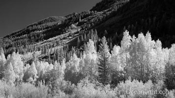 Aspen trees in fall, eastern Sierra fall colors, autumn, Populus tremuloides, Bishop Creek Canyon, Sierra Nevada Mountains