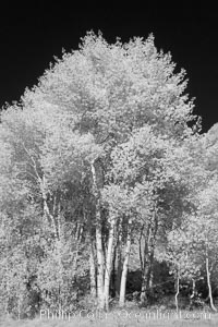 Aspen trees in fall, eastern Sierra fall colors, autumn, Populus tremuloides, Bishop Creek Canyon, Sierra Nevada Mountains