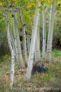 Aspen trees in autumn, fall colors, eastern Sierra Nevada, Populus tremuloides, Bishop Creek Canyon Sierra Nevada Mountains