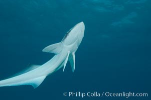 Live sharksucker, commonly found on sharks but also encountered freeswimming, will often approach divers.  Northern Bahamas, Echeneis naucrates