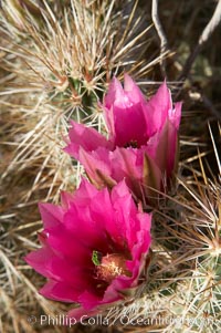 Hedgehog cactus blooms in spring, Echinocereus engelmannii, Anza-Borrego Desert State Park, Borrego Springs, California