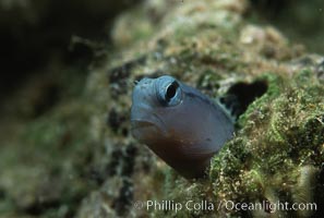 Mimic blenny, Ecsenius gravieri, Egyptian Red Sea