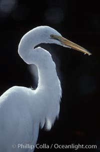 Egret, Homosassa River