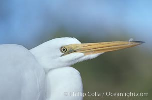 Egret, Homosassa River