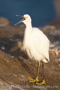 Snowy egret.  The snowy egret can be found in marshes, swamps, shorelines, mudflats and ponds.  The snowy egret eats shrimp, minnows and other small fish,  crustaceans and frogs.  It is found on all coasts of North America and, in winter, into South America, Egretta thula, La Jolla, California