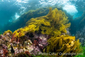 Various algae species sway with passing waves, including Stephanocystis dioica and Southern Sea Palm (Eisenia arborea), Stephanocystis dioica, San Clemente Island