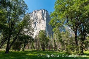 El Capitan and Oak Trees, Yosemite National Park
