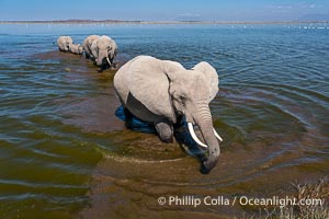 Elephant herd crossing Lake Kioko, Amboseli National Park, Loxodonta africana