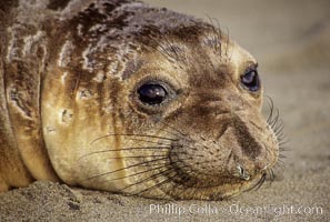 Northern elephant seal, pup, Mirounga angustirostris, Piedras Blancas, San Simeon, California