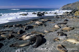 Northern elephant seals, Mirounga angustirostris, Gorda, Big Sur, California