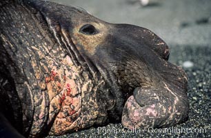 Northern elephant, adult male, wounds from territorial fighting, Mirounga angustirostris, Piedras Blancas, San Simeon, California