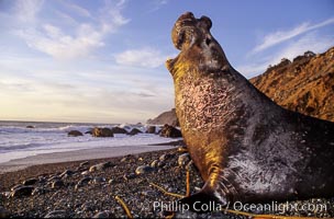 Northern elephant seal, sunset.  Scars on neck and chest are from territorial battles with other adult males. Big Sur, Mirounga angustirostris, Gorda