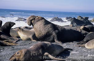 Northern elephant seals, Mirounga angustirostris, Gorda, Big Sur, California