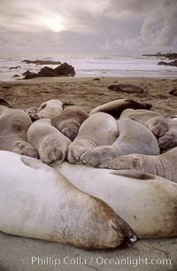 Juvenile northern elephant seals, Mirounga angustirostris, Piedras Blancas, San Simeon, California