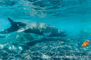 Juvenile northern elephant seal warily watches the photographer, underwater, Guadalupe Island (Isla Guadalupe)