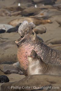 A bull elephant seal rears up on his foreflippers and bellows, warning nearby males not to enter his beach territory.  A much smaller adult female is just in front of him.  Sandy beach rookery, winter, Central California, Mirounga angustirostris, Piedras Blancas, San Simeon
