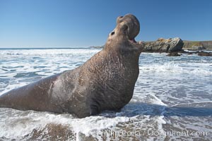 Male elephant seal rears up on its foreflippers and bellows to intimidate other males and to survey its beach territory.  Winter, Central California, Mirounga angustirostris, Piedras Blancas, San Simeon