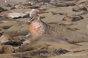 A bull elephant seal rears up on his foreflippers and bellows, warning nearby males not to enter his beach territory.  He is surrounded by smaller females, many of which comprise his harem.  Sandy beach rookery, winter, Central California, Mirounga angustirostris, Piedras Blancas, San Simeon