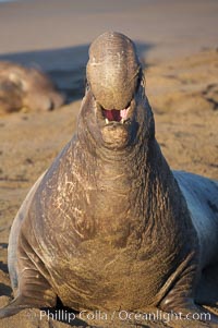 Bull elephant seal, adult male, bellowing. Its huge proboscis is characteristic of male elephant seals. Scarring from combat with other males.  Central California, Mirounga angustirostris, Piedras Blancas, San Simeon