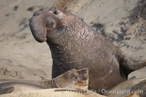 A bull elephant seal (adult male) surveys the beach.  The huge proboscis is characteristic of the species. Scarring from combat with other males.  Central California, Mirounga angustirostris, Piedras Blancas, San Simeon