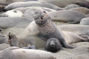 A bull elephant seal approaches a female before forceably mating (copulating) with her, in spite of nearly smashing the female's pup in the process, Mirounga angustirostris, Piedras Blancas, San Simeon, California