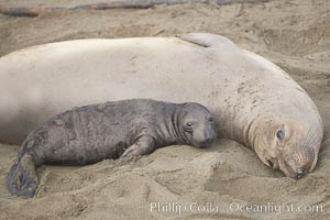 Mother elephant seal and her pup.  The pup will nurse for 27 days, when the mother stops lactating and returns to the sea.  The pup will stay on the beach 12 more weeks until it becomes hungry and begins to forage for food, Mirounga angustirostris, Piedras Blancas, San Simeon, California