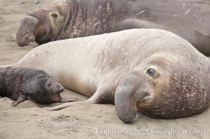 An enormous male elephant seal dwarfs a tiny pup.  The bull is not interested in the pup and will typically ignore the pup, but the bull will not hesitate to run the pup over as it moves through the crowd on the beach, Mirounga angustirostris, Piedras Blancas, San Simeon, California