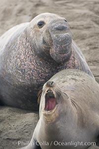 A bull elephant seal eyes a female before forceably mating (copulating) with her, Mirounga angustirostris, Piedras Blancas, San Simeon, California