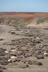 Elephant seals crowd a sand beach at the Piedras Blancas rookery near San Simeon