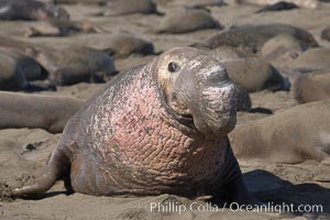 This bull elephant seal, an old adult male, shows extreme scarring on his chest and proboscis from many winters fighting other males for territory and rights to a harem of females.  Sandy beach rookery, winter, Central California, Mirounga angustirostris, Piedras Blancas, San Simeon