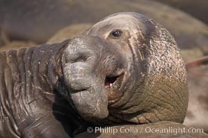 This bull elephant seal surveys his territory.  He shows scarring on his chest and proboscis from fighting other males for territory and rights to a harem of females.  Sandy beach rookery, winter, Central California, Mirounga angustirostris, Piedras Blancas, San Simeon
