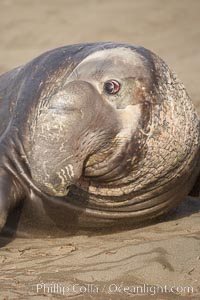 This bull elephant seal, an old adult male, shows extreme scarring on his chest and proboscis from many winters fighting other males for territory and rights to a harem of females, Mirounga angustirostris, Piedras Blancas, San Simeon, California