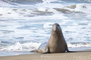 Bull elephant seal exits the water to retake his position on the beach.  He shows considerable scarring on his chest and proboscis from many winters fighting other males for territory and rights to a harem of females.  Sandy beach rookery, winter, Central California, Mirounga angustirostris, Piedras Blancas, San Simeon