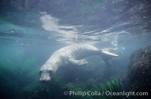 Juvenile northern elephant seal, underwater, San Benito Islands, Mirounga angustirostris, San Benito Islands (Islas San Benito)