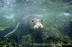 Northern elephant seal, underwater, San Benito Islands, Mirounga angustirostris, San Benito Islands (Islas San Benito)