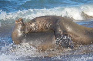 A bull elephant seal forceably mates (copulates) with a much smaller female, often biting her into submission and using his weight to keep her from fleeing.  Males may up to 5000 lbs, triple the size of females.  Sandy beach rookery, winter, Central California, Mirounga angustirostris, Piedras Blancas, San Simeon