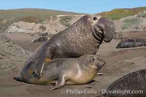 Elephant seal, Mirounga angustirostris photo, Piedras Blancas, San