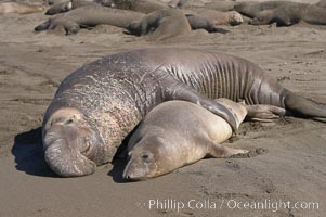 A bull elephant seal forceably mates (copulates) with a much smaller female, often biting her into submission and using his weight to keep her from fleeing.  Males may up to 5000 lbs, triple the size of females.  Sandy beach rookery, winter, Central California, Mirounga angustirostris, Piedras Blancas, San Simeon