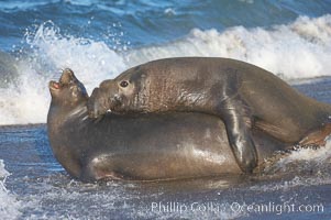 A bull elephant seal forceably mates (copulates) with a much smaller female, often biting her into submission and using his weight to keep her from fleeing.  Males may up to 5000 lbs, triple the size of females.  Sandy beach rookery, winter, Central California, Mirounga angustirostris, Piedras Blancas, San Simeon