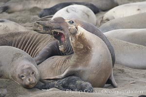A bull elephant seal forceably mates (copulates) with a much smaller female, often biting her into submission and using his weight to keep her from fleeing.  Males may up to 5000 lbs, triple the size of females.  Sandy beach rookery, winter, Central California, Mirounga angustirostris, Piedras Blancas, San Simeon