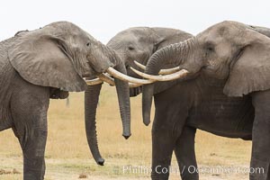Elephants sparring with tusks, Loxodonta africana, Amboseli National Park