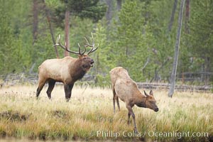 Bull elk, with large antlers, alongside female elk during rutting season, autumn.  A bull will defend his harem of 20 cows or more from competing bulls and predators. Only mature bulls have large harems and breeding success peaks at about eight years of age. Bulls between two to four years and over 11 years of age rarely have harems, and spend most of the rut on the periphery of larger harems. Young and old bulls that do acquire a harem hold it later in the breeding season than do bulls in their prime. A bull with a harem rarely feeds and he may lose up to 20 percent of his body weight while he is guarding the harem, Cervus canadensis, Yellowstone National Park, Wyoming