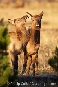 Two young elk at play, autumn, fall, Cervus canadensis, Yellowstone National Park, Wyoming