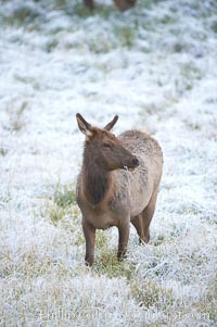 Female elk walks through grass meadow in early autumn snowfall, Cervus canadensis, Yellowstone National Park, Wyoming
