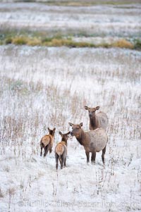 Female and young elk in early autumn snowfall, Cervus canadensis, Yellowstone National Park, Wyoming