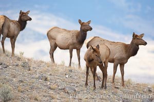 Small group of female and juvenile elk, Cervus canadensis, Mammoth Hot Springs, Yellowstone National Park, Wyoming