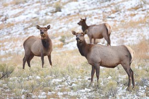 Female elk in early autumn snowfall, Cervus canadensis, Mammoth Hot Springs, Yellowstone National Park, Wyoming
